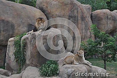 Lion and Lioness on Rocks