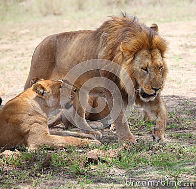 Lion and lioness in Serengeti