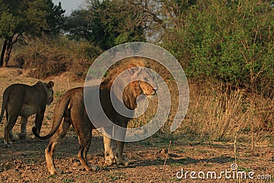 Lion and lioness in the wilderness