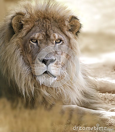 Lion portrait