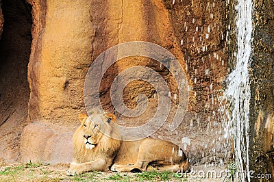Lion lying down next to waterfall
