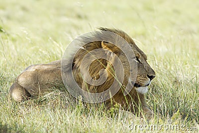 Lion male on grassland