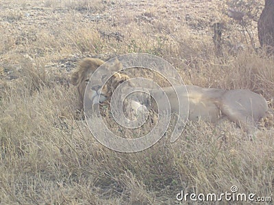 Lion male in Tanzania