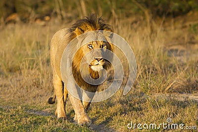 Lion male walking in road