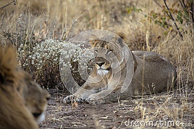 Lion in Namibia