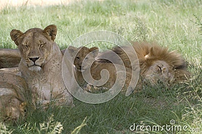 Lion (Panthera leo) family.