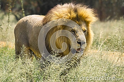 Lion (Panthera leo) in Kruger National Park