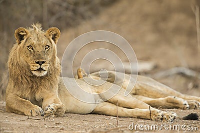 Lion (Panthera leo) lying on his side