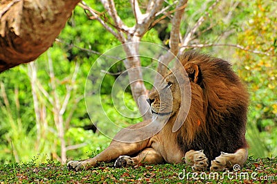 Lion (Panthera leo) posing