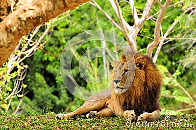 Lion (Panthera leo) posing for photo