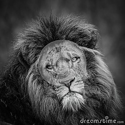 Lion portrait (black and white)