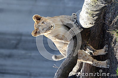 Lion poses on tree