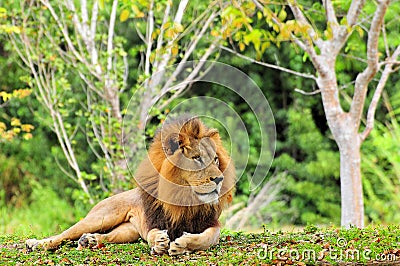 Lion posing
