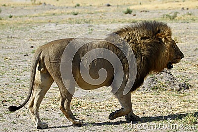 Lion Pride Big Boy A Walking