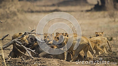 Lion pride killing African Buffalo