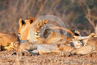 Lion pride in Kruger NP