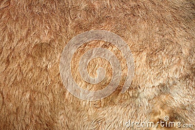 Lion real textured fur