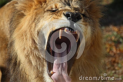 Lion roar