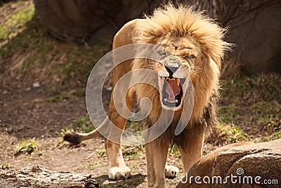 Lion Roaring Or Laughing Royalty Free Stock P