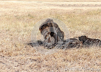 Lion roaring with lioness