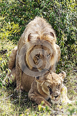 Lion roaring over a lioness