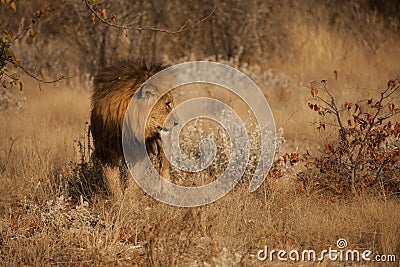 Lion seen of side