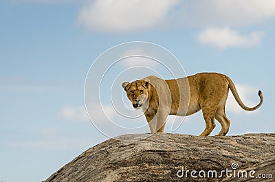 Lion, Serengeti National Park