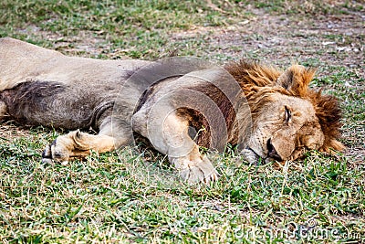 Lion sleep