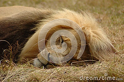 Lion sleeping