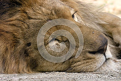 Lion sleeping