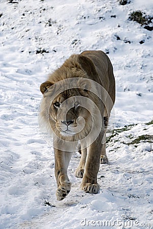 Lion in the Snow