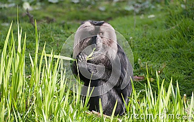 Lion-tailed macaque