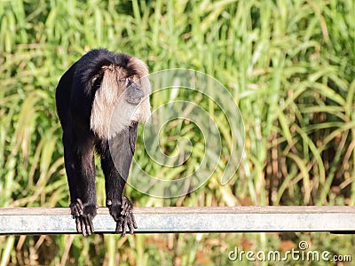 Lion-tailed macaque on the bench