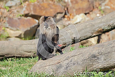 Lion-tailed macaque eating fruits - portrait