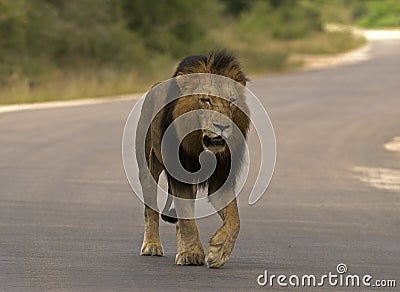 Lion walking