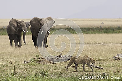 Lion walking away from elephants