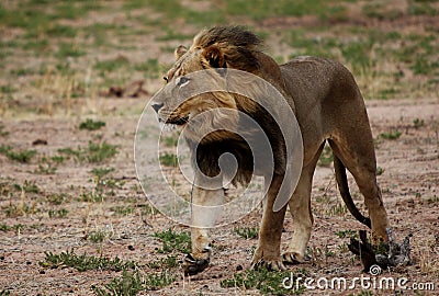 Lion walking with wind through mane