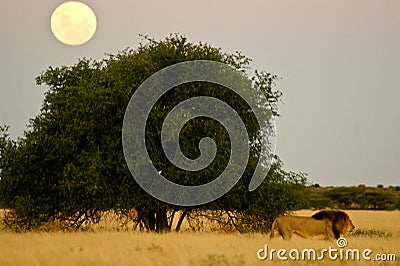 Lion walks in front of full moon