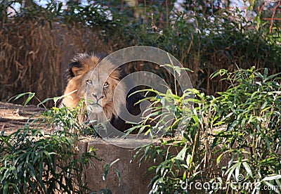 Lion at Washington DC National Zoo