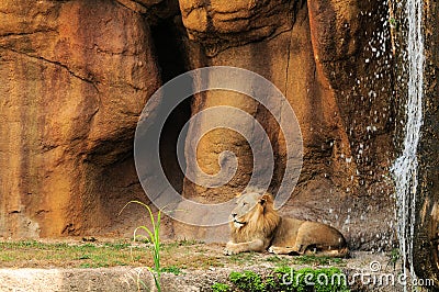 Lion by waterfall