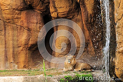Lion and Waterfall (Horizontal)