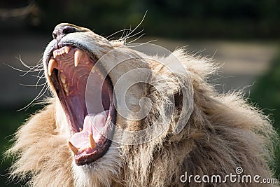 Lion yawning