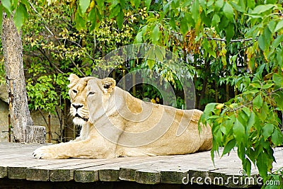 Lioness, friendly animals at the Prague Zoo