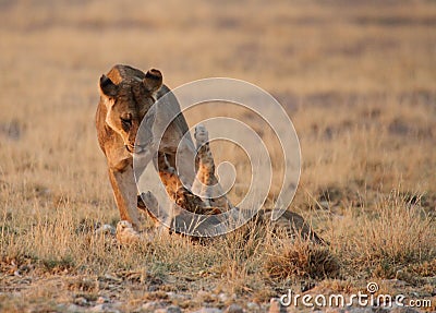 Lioness playing with cub