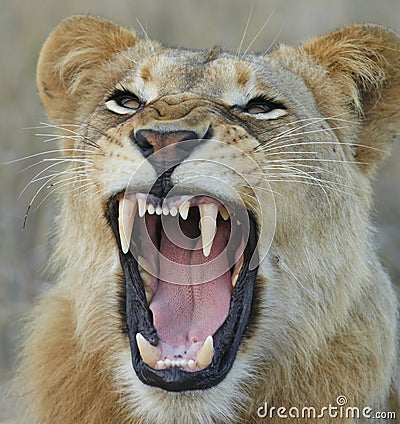 Lioness showing teeth