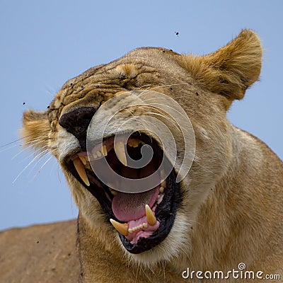 Lioness showing teeth