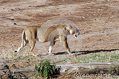 lioness-walking-dry-river-5381621.jpg