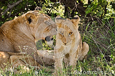 Lioness & young lion