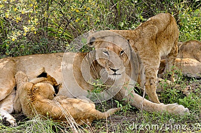 Lioness & young lion