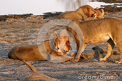 African Pride of Lions Down Time